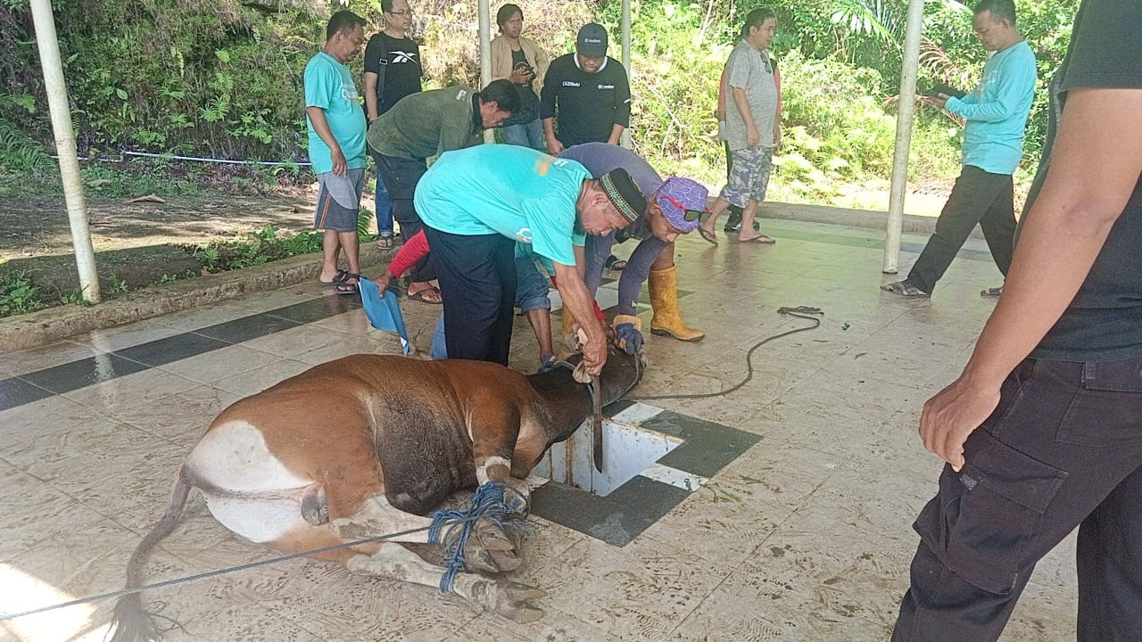 Lebaran Idul Adha 2022, 167 Ekor Sapi Dikurbankan di Mamuju 