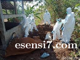 Virus Jembrana Serang Hewan Ternak Sapi di Pasangkayu, Puluhan Sapi Mati